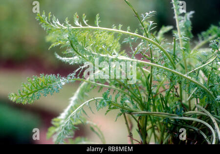 Achillée millefeuille (Achillea millefolium) ASTERACEAE Banque D'Images