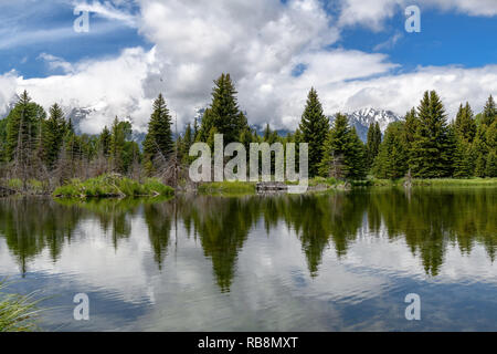 Dans l'atterrissage Schwabacher tôt le matin avec son reflet. Parc national de Grand Teton, Wyoming Banque D'Images