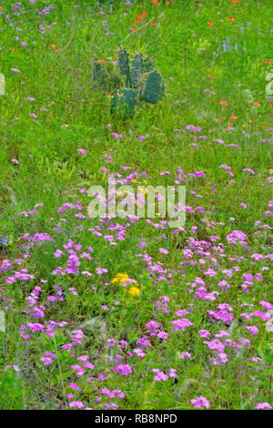 Fleurs sauvages au printemps le long Ranch Road 152, Mason County, Texas, USA Banque D'Images