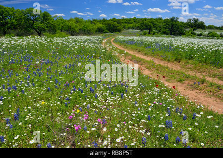 Les fleurs sauvages le long de l'Art Hedwigs Hill Road, Mason County, Texas, USA Banque D'Images