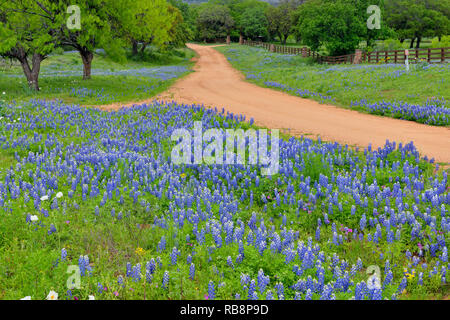 Doublure de Texas bluebonnets une route de campagne, Llano Comté CR 310, Texas, États-Unis Banque D'Images