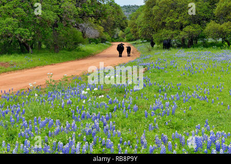 Texas bluebonnets près d'une route de campagne avec les bovins, Llano Comté CR 310, Texas, États-Unis Banque D'Images