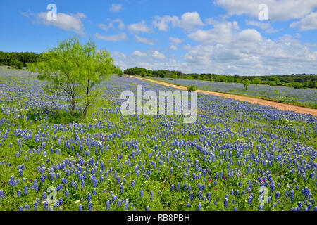 Les fleurs sauvages le long de Threadgill Creek Road avec Texas bluebonnets, Mason County, Texas, USA Banque D'Images