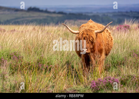 Highland vache dans le Dartmoor, Devon, UK Banque D'Images