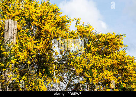 À balais (Cytisus scoparius) en fleur dans la Brenne, au centre de la France. Banque D'Images