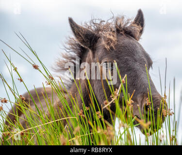 Close up d'un poney Dartmoor poulain Dartmoor, dans le Devon, UK Banque D'Images