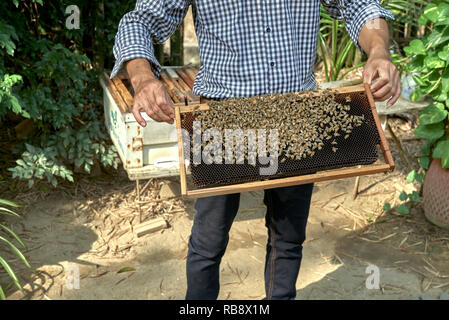 Les abeilles. Apiculteur tenant une trame avec une colonie d'abeilles, Apis cerana, lors d'une ferme d'abeilles Thaïlande Asie du sud-est Banque D'Images