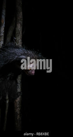 Portrait de nuit de Daubentonia madagascariensis Aye-Aye aka lemur, région Atsinanana à Madagascar Banque D'Images