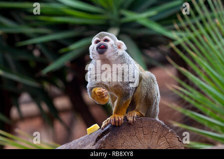 Une belle photo d'un singe écureuil (Saimiri sciureus) manger un fruit raisin Banque D'Images