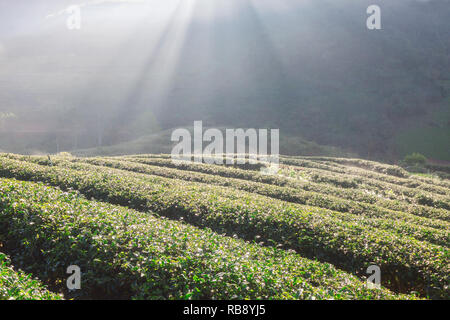 La plantation de thé de matin Banque D'Images