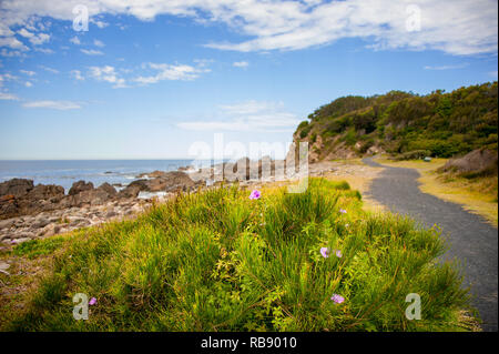 Morning glory (Ipomoea cairica) croissant le long de la côte, Forster. Le centre de NSW, Australie. Nature Paysage avec la côte rocheuse et une mer bleue/sky Banque D'Images
