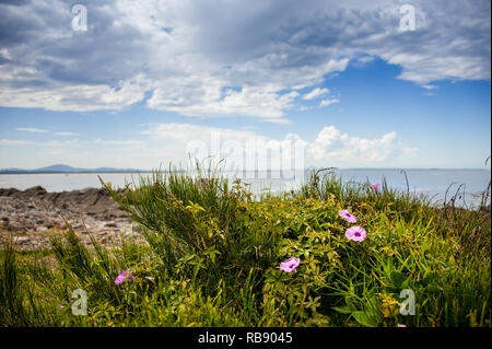 Zones côtières (Ipomoea cairica) croissant le long des falaises à Forster, NSW, Australie centrale avec une mer bleue/fond de ciel. Banque D'Images