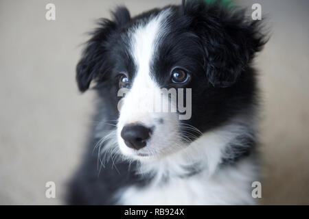 Chiot Border Collie berger 8 semaines Banque D'Images