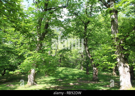 Au printemps, les arbres du parc national des Forêts du Casentino, fond nature Banque D'Images