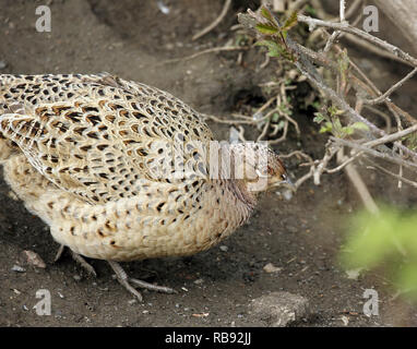 Faisan de Colchide Phasianus colchicus, femme, marche sur le terrain. Banque D'Images