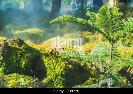 Mos vert sur la pierre tandis que l'eau springer se propager dans le jardin Banque D'Images