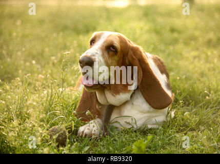 Portrait de chien extérieur pose en herbe verte . Happy Cute basset jouant avec sa balle en parc. Banque D'Images