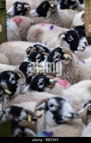 Troupeau de moutons dans les stylos swlaedale. , Cumbria (Royaume-Uni). Banque D'Images