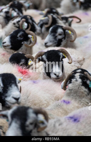 Troupeau de moutons dans les stylos swlaedale. , Cumbria (Royaume-Uni). Banque D'Images