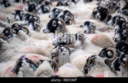 Troupeau de moutons dans les stylos swlaedale. , Cumbria (Royaume-Uni). Banque D'Images