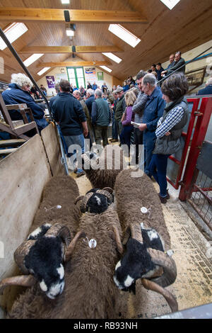 La vente de béliers Dalesbred automne à l'assemblée annuelle tenue à Bentham vente aux enchères dans le North Yorkshire, UK Banque D'Images