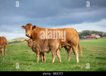 Troupeau de bovins Limousin dans des pâturages dans les Scottish Borders, Scotland, UK. Banque D'Images