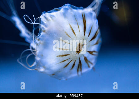 Boussole Jelly fish au zoo de Berlin Banque D'Images