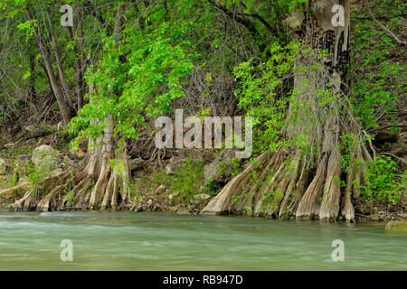 Pedernales River au printemps avec des cyprès, comté de Travis, Texas, États-Unis Banque D'Images