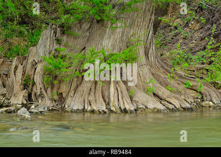 Pedernales River au printemps avec des cyprès, comté de Travis, Texas, États-Unis Banque D'Images