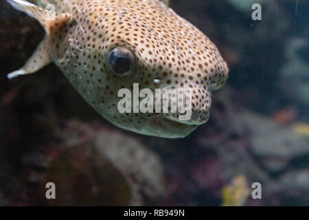 Cute poisson nageant dans un aquarium Banque D'Images