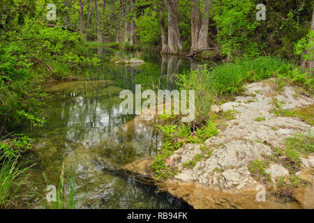 Réflexions cyprès dans Hamilton Creek, Hamilton extérieure préserver les parcs Travis County, Texas, USA Banque D'Images