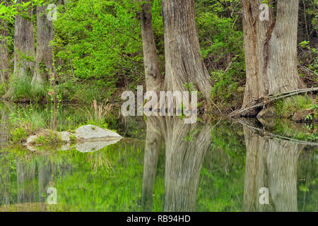 Réflexions cyprès dans Hamilton Creek, Hamilton extérieure préserver les parcs Travis County, Texas, USA Banque D'Images