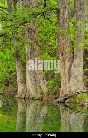 Réflexions cyprès dans Hamilton Creek, Hamilton extérieure préserver les parcs Travis County, Texas, USA Banque D'Images