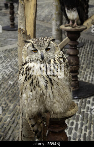 Hibou Royal, détail d'un oiseau sauvage, oiseau Banque D'Images