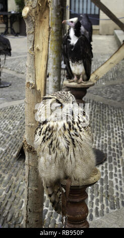 Hibou Royal, détail d'un oiseau sauvage, oiseau Banque D'Images