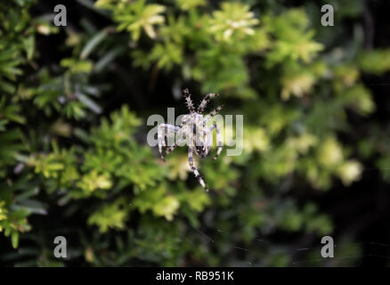 Dans l'araignée araignée dans la forêt, les animaux et les insectes Banque D'Images