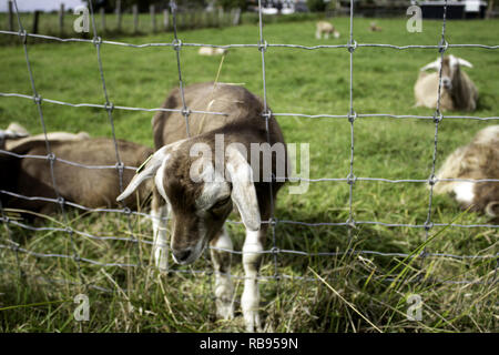 Clos de chèvre clôture dans la ferme des animaux, nature Banque D'Images