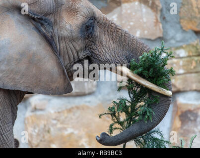 Dresde, Allemagne. 05Th Jan, 2019. Un éléphant mange les branches d'un sapin au zoo. Auparavant, le 23,5 mètres de haut sapin côtières a été utilisé comme un arbre de Noël dans le World Trade Center de Dresde. Credit : Monika Skolimowska/dpa-Zentralbild/dpa/Alamy Live News Banque D'Images