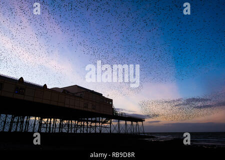 Aberystwyth, Pays de Galles, Royaume-Uni. 05Th Jan, 2019. Météo France sur une soirée froide, après une journée de soleil d'hiver, les troupeaux de dizaines de milliers de minuscules étourneaux volent dans urmurations "énorme" dans le ciel qui reviennent de leur alimentation quotidienne pour se percher pour la nuit sur la forêt de pieds en dessous de la station balnéaire d'Aberystwyth Victorian pier. Aberystwyth est l'un des rares gîtes urbains dans le pays et attire des gens de tout le Royaume-Uni pour assister à la soirée spectaculaire affiche. Crédit photo : Keith morris/Alamy Live News Banque D'Images