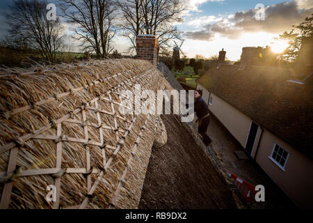 Thaxted Essex England, UK. 8 janvier, 2019. Chaume l'ancienne Almeshouses à Thaxted North West Essex. Martin Potter de sable Heddingham une 5e génération Thatcher a vu le remplacement de la paille longue crête de chaume sur le toit de l'Almeshouse connu sous le nom de Chantry construit au 17ème siècle. Martin Potter est à l'aide d'un mélange de paille longue du Yorkshire et de l'Essex pour terminer le travail qui devrait prendre un mois pour terminer. Webbs jean moulin peut être vu dans l'arrière-plan. Crédit : BRIAN HARRIS/Alamy Live News Banque D'Images