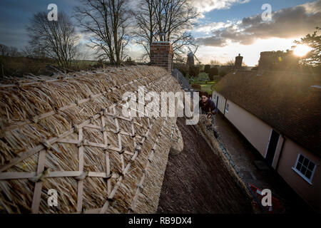 Thaxted Essex England, UK. 8 janvier, 2019. Chaume l'ancienne Almeshouses à Thaxted North West Essex. Martin Potter de sable Heddingham une 5e génération Thatcher a vu le remplacement de la paille longue crête de chaume sur le toit de l'Almeshouse connu sous le nom de Chantry construit au 17ème siècle. Martin Potter est à l'aide d'un mélange de paille longue du Yorkshire et de l'Essex pour terminer le travail qui devrait prendre un mois pour terminer. Webbs jean moulin peut être vu dans l'arrière-plan. Crédit : BRIAN HARRIS/Alamy Live News Banque D'Images