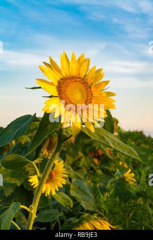 Seule l'ouverture de tournesol au lever du soleil dans le champ à Matthiessen State Park, Illinois, États-Unis. Banque D'Images