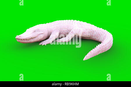 3D Illustration d'albino alligator isolé sur fond vert, crocodile Banque D'Images