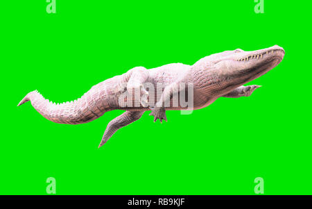 3D Illustration d'albino alligator isolé sur fond vert, crocodile Banque D'Images