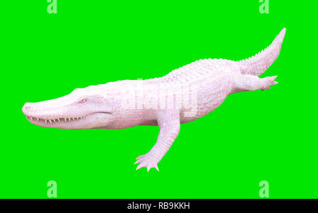 3D Illustration d'albino alligator isolé sur fond vert, crocodile Banque D'Images