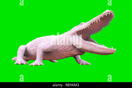 3D Illustration d'albino alligator isolé sur fond vert, crocodile Banque D'Images