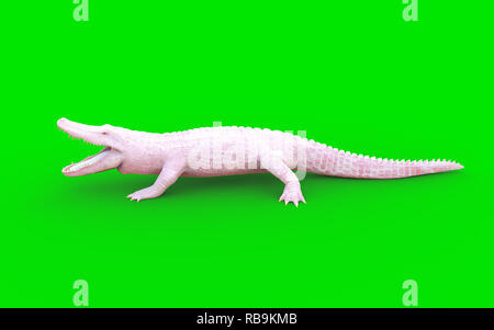 3D Illustration d'albino alligator isolé sur fond vert, crocodile Banque D'Images