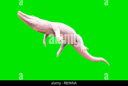 3D Illustration d'albino alligator isolé sur fond vert, crocodile Banque D'Images