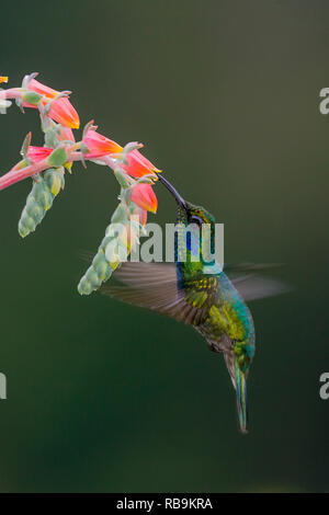 Colibri vert Violetear, dans Sevegre de Costa Rica Banque D'Images