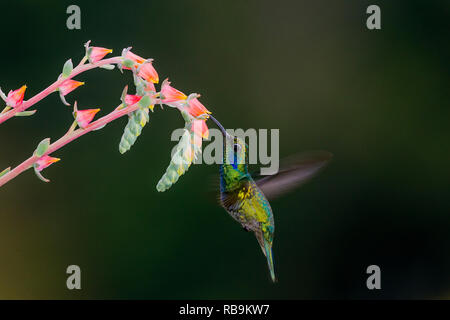 Colibri vert Violetear, dans Sevegre de Costa Rica Banque D'Images